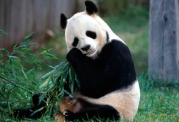 Pocztówka C6 3D Panda