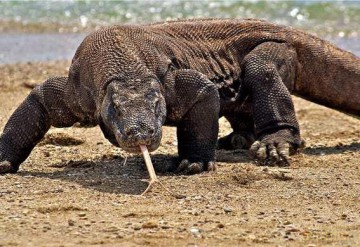 Pocztówka C6 3D Waran z Komodo