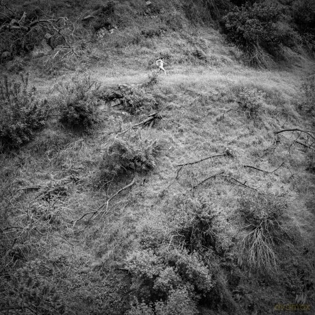 Anna Tivel: Animal Poem [Winyl]