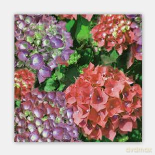 Serwetki Daisy 33x33 cm SDOG 011101 Hiacynty
