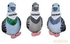 Gołąb "Poznań" 22cm MIX