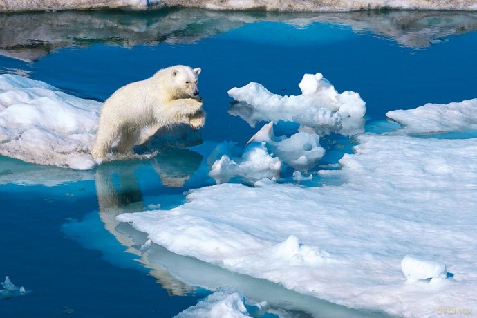 CLEMENTONI 1000 el. National Geographic Niedźwiedź Polarny [PUZZLE]