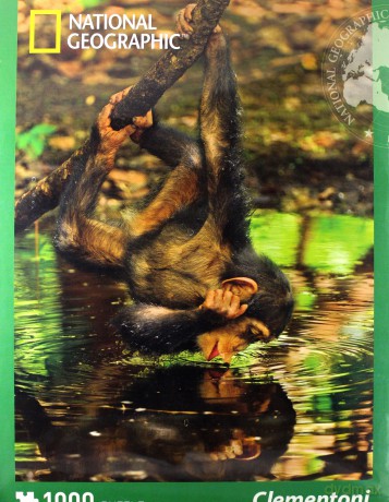 CLEMENTONI 1000 el. National Geographic Szympans [PUZZLE]