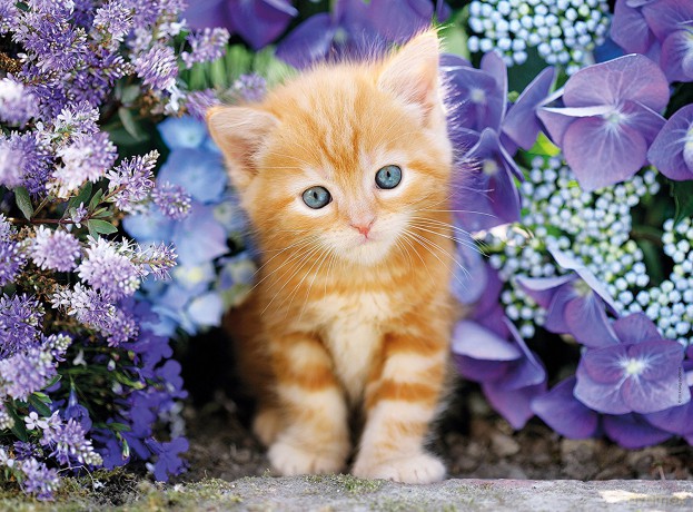 CLEMENTONI 500 el. High Quality Ginger cat [PUZZLE]