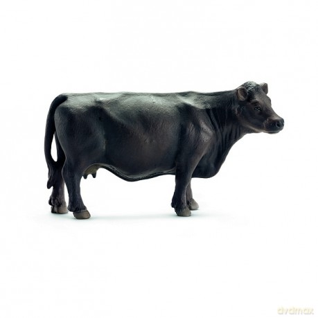 Angus czarna krowa