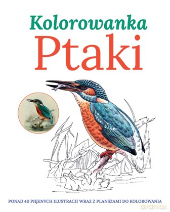 Ptaki kolorowanka [KSIĄŻKA]