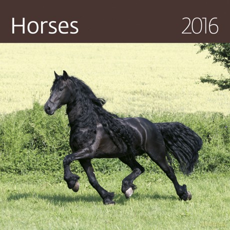 Kalendarz 2016 Konie [KALENDARZ]