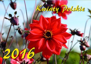 Kalendarz 2016 kwiaty polskie [KALENDARZ]