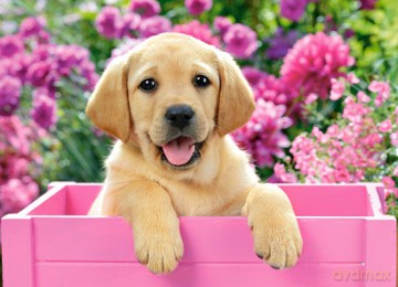 CASTORLAND 300 el. Sczenię Labrador w różowym pudle [PUZZLE]