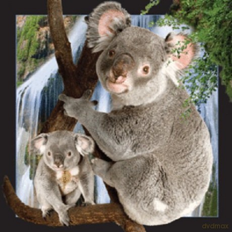 Magnes 3D Koala