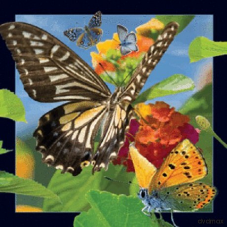 Magnes 3D Motyl