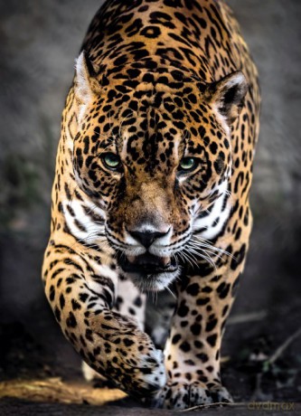 CLEMENTONI 1000 el. HQ Walk of the Jaguar [PUZZLE]