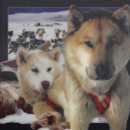 Pocztówka 3D Husky