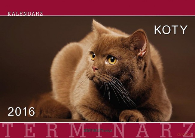 Terminarz 2016 Ścienny 13PL Koty [KALENDARZ]