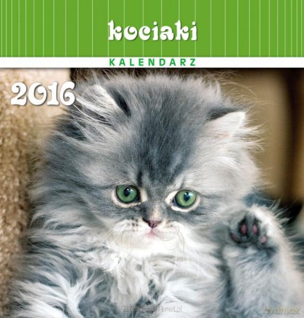 Kalendarz 2016 13PL 16x16 Kociaki [KALENDARZ]
