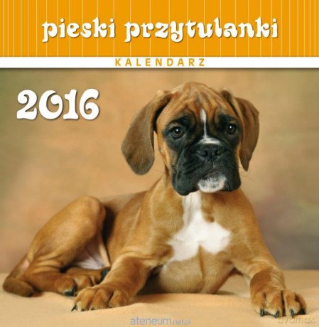Kalendarz 2016 13PL 16x16 Pieski przytulanki [KALENDARZ]