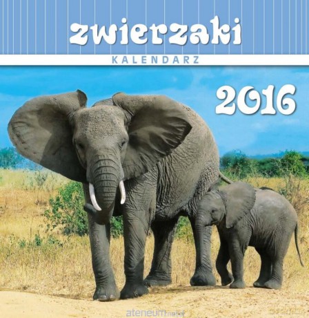 Kalendarz 2016 13PL 16x16 Zwierzaki [KALENDARZ]