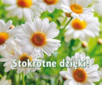 Perełka 263 Stokrotne dzięki! [KSIĄŻKA]