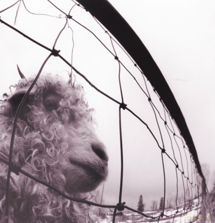 Pearl Jam: vs. Vinyl Edition (Remastered) [Winyl]