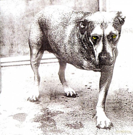 Alice In Chains: Alice In Chains [CD]