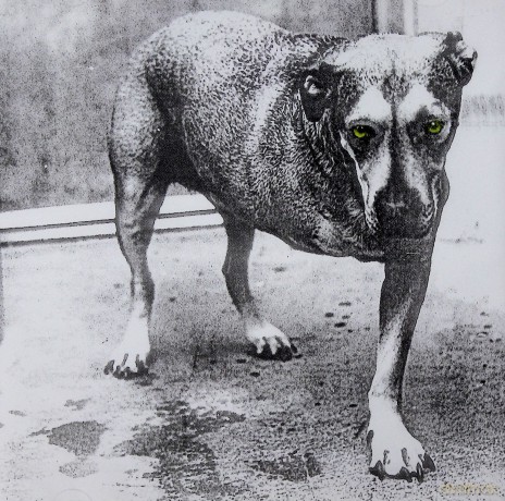 Alice In Chains: Alice In Chains [CD]