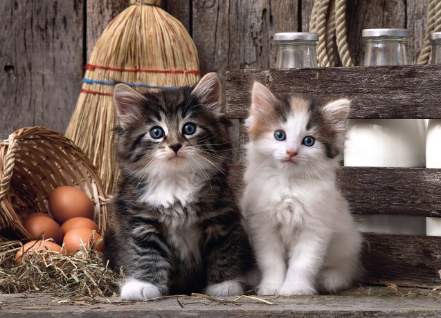 CLEMENTONI 1000 el. Lovely Kittens [PUZZLE]