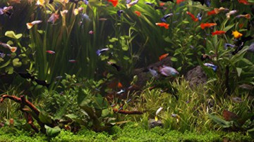 AQUARIUM 4K - The Beautiful South American Aquarium (Limited Edition - Filmed in 4K ULTRA HD) [Blu-Ray 4K]