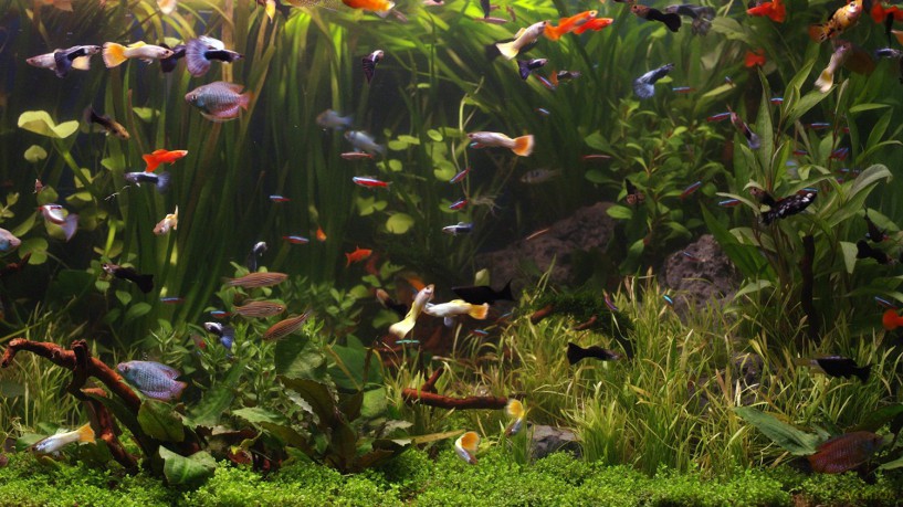 AQUARIUM 4K - The Beautiful South American Aquarium (Limited Edition - Filmed in 4K ULTRA HD) [Blu-Ray 4K]