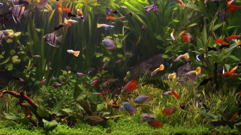 AQUARIUM 4K - The Beautiful South American Aquarium (Limited Edition - Filmed in 4K ULTRA HD) [Blu-Ray 4K]
