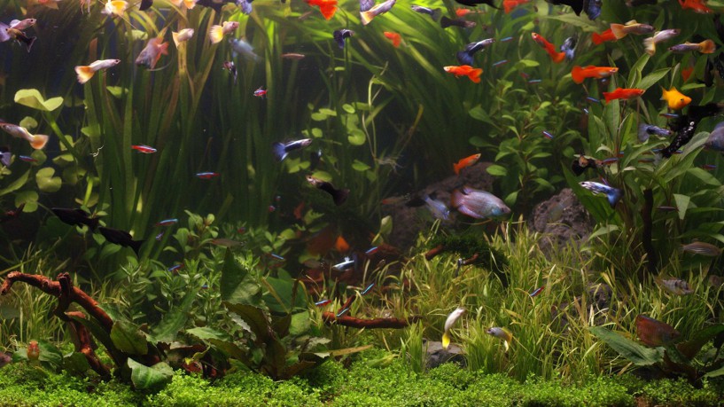 AQUARIUM 4K - The Beautiful South American Aquarium (Limited Edition - Filmed in 4K ULTRA HD) [Blu-Ray 4K]