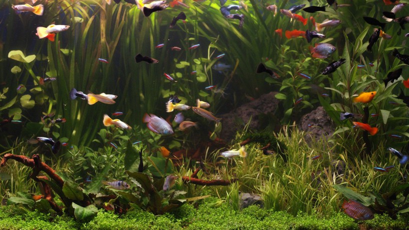 AQUARIUM 4K - The Beautiful South American Aquarium (Limited Edition - Filmed in 4K ULTRA HD) [Blu-Ray 4K]