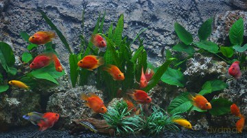 Aquarium 4K - The Amazing Blood Parrot Cichlid Aquarium [Blu-Ray 4K]