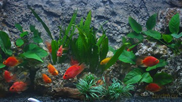 Aquarium 4K - The Amazing Blood Parrot Cichlid Aquarium [Blu-Ray 4K]