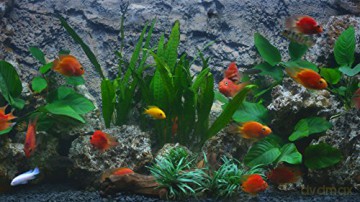 Aquarium 4K - The Amazing Blood Parrot Cichlid Aquarium [Blu-Ray 4K]