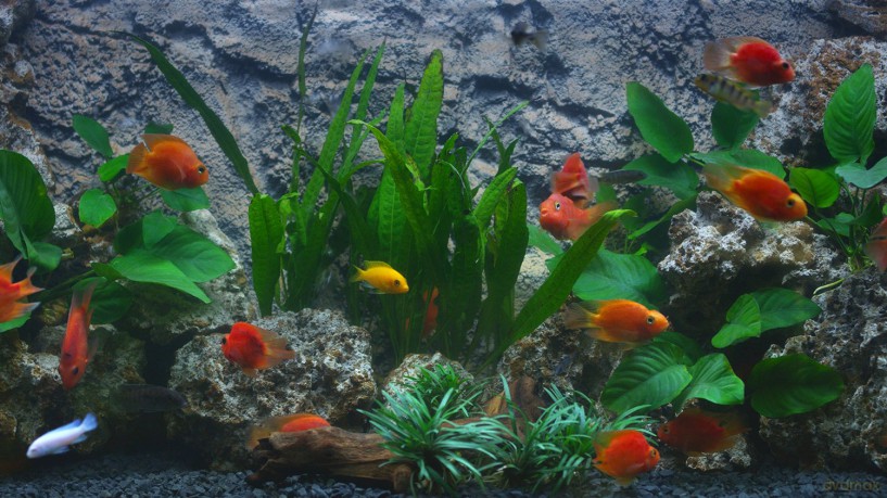 Aquarium 4K - The Amazing Blood Parrot Cichlid Aquarium [Blu-Ray 4K]