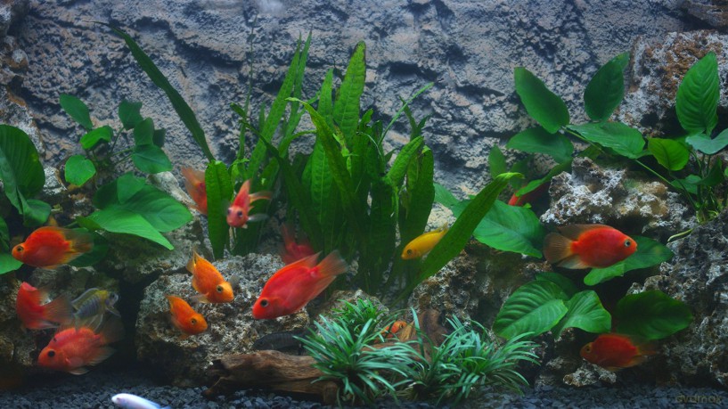 Aquarium 4K - The Amazing Blood Parrot Cichlid Aquarium [Blu-Ray 4K]