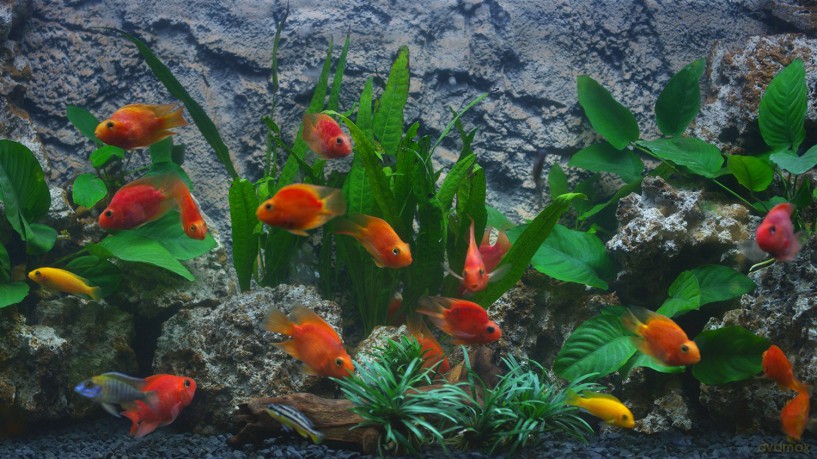 Aquarium 4K - The Amazing Blood Parrot Cichlid Aquarium [Blu-Ray 4K]