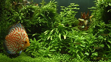 Aquarium 4K - The Magical Green Vegetation [Blu-Ray 4K]