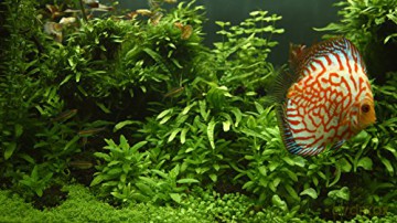 Aquarium 4K - The Magical Green Vegetation [Blu-Ray 4K]