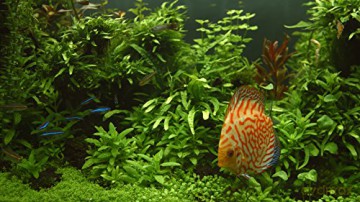 Aquarium 4K - The Magical Green Vegetation [Blu-Ray 4K]