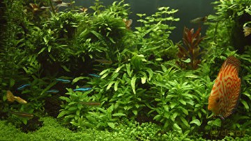 Aquarium 4K - The Magical Green Vegetation [Blu-Ray 4K]