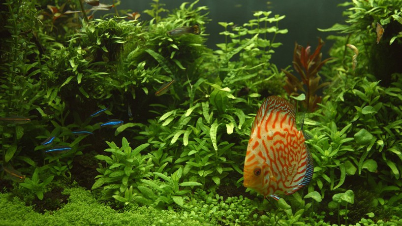 Aquarium 4K - The Magical Green Vegetation [Blu-Ray 4K]