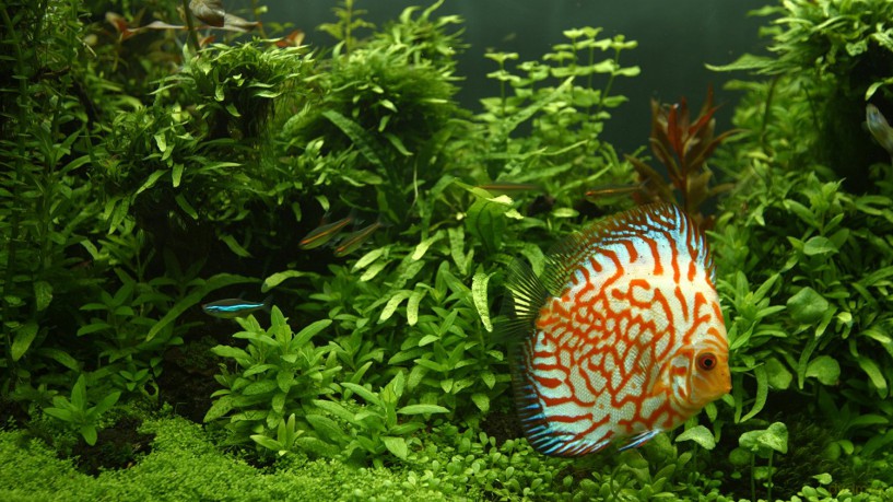 Aquarium 4K - The Magical Green Vegetation [Blu-Ray 4K]