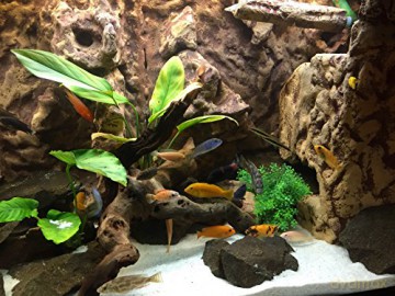 Aquarium 4K - The Life Of African Perch [Blu-Ray 4K]