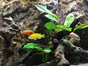 Aquarium 4K - The Life Of African Perch [Blu-Ray 4K]