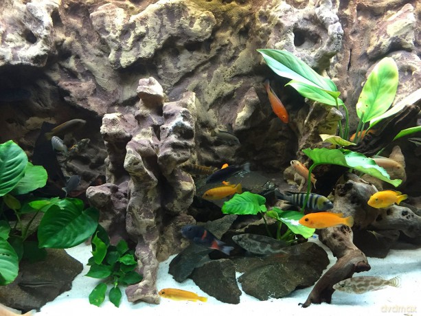 Aquarium 4K - The Life Of African Perch [Blu-Ray 4K]