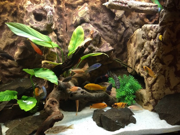 Aquarium 4K - The Life Of African Perch [Blu-Ray 4K]