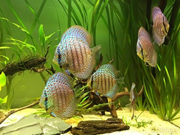 Aquarium 4K - The Amazing World Of Diskus Fish [4K Blu-Ray]