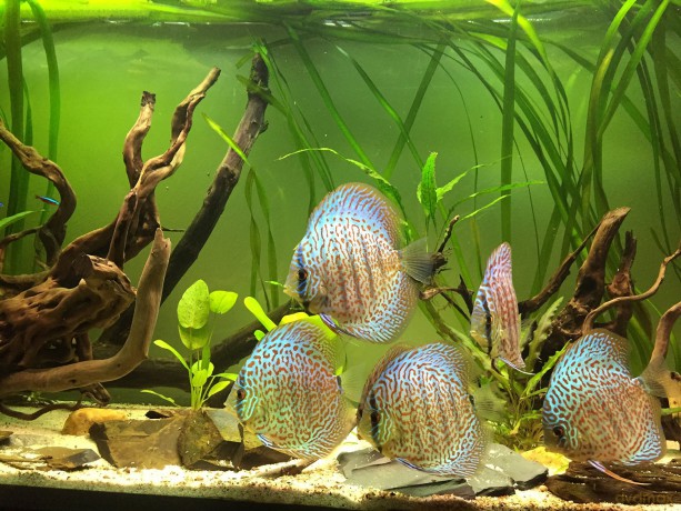 Aquarium 4K - The Amazing World Of Diskus Fish [4K Blu-Ray]