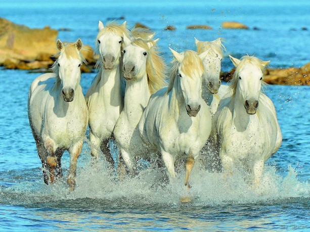 RAVENSBURGER 1500 el. Orzeźwiający galop [PUZZLE]